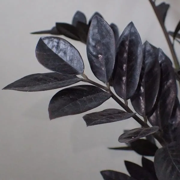 Zamioculcas zamiifolia black jpg