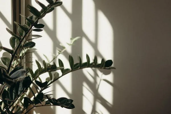 Zamioculcas zamiifolia na janela