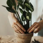 Zamioculcas zamiifolia