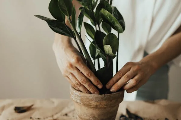 Plantas para Dentro de Casas: O Guia Completo para Transformar Seu Lar