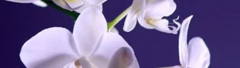 orquídea