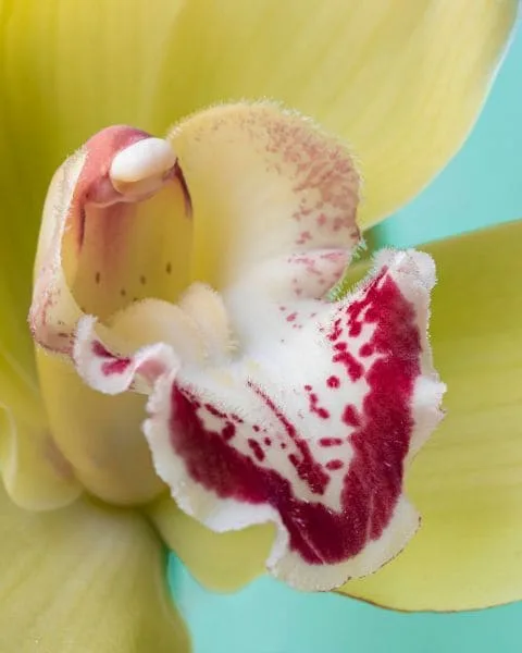 Orquídea Cattleya (Rainha das Orquídeas)