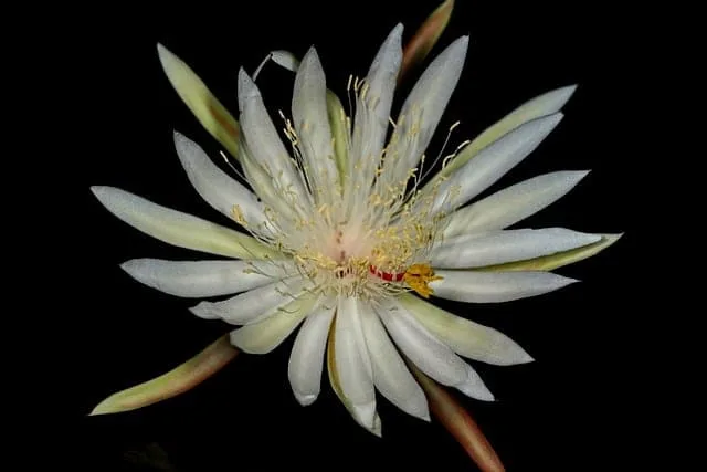 Cacto Epiphyllum