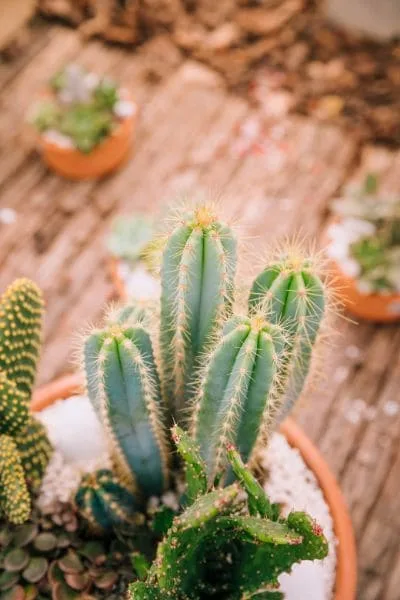 Cactos: Descubra os Melhores Tipos para Seu Lar